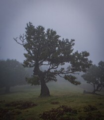Misty foggy morning in the Fanal forest. Madeira island, Portugal. October 2021