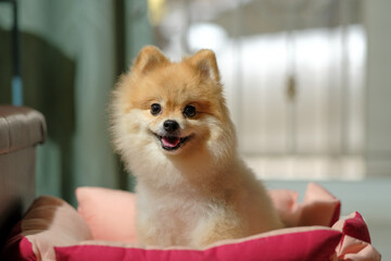 Small dog breeds or Pomeranian with brown hairs sitting on home background and waiting and looking...