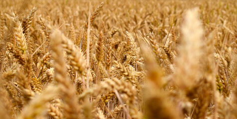 golden wheat field in summer, close up