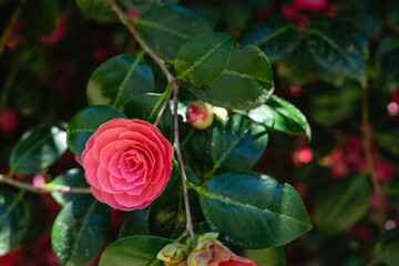 Camellia flower with leaves background in nature. Copy space.