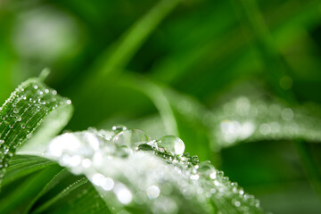 A closeup of water drops on green leaf after raindrops
