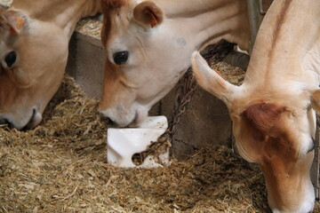 élevage : Vache laitière lèche du sel 