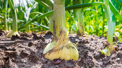 Onion grow. Close-up onion in July. Root vegetables. Selective focus