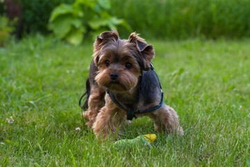 Yorkshire terrier with a toy on the field in the garden
