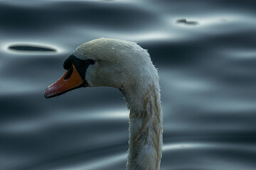 portrait of a swan