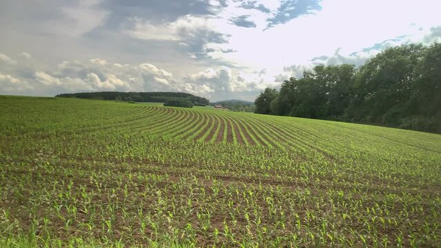 Young cornfield planted all over the field