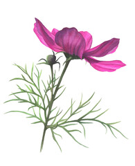 Cosmos flower hand-drawn in watercolor.