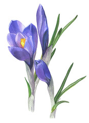 Spring crocuses hand drawn in watercolor.