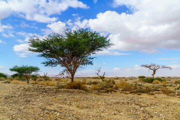 Desert landscape, acacia trees, northern Arava - obrazy, fototapety, plakaty