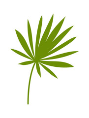 Palm Tree leaf. Vector illustration