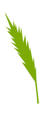 Palm Tree leaf. Vector illustration