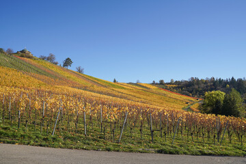 Fototapeta na wymiar Vineyard in autumn, region Stuttgart