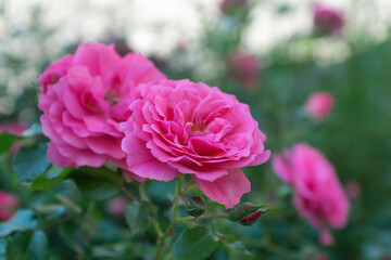 Obraz premium Different garden flowers peonies, roses, jasmine on the background of nature.