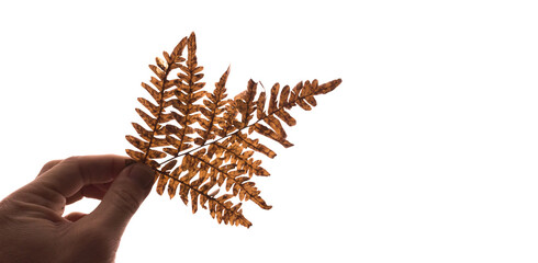 Dry fern leaf is in a hand, isolated on white