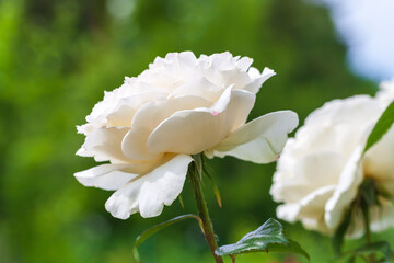 White roses grow in a garden, macro photo