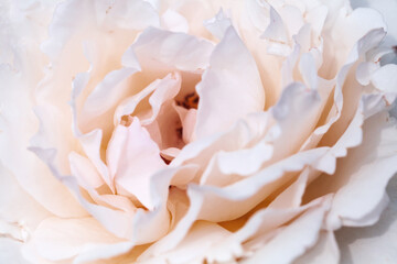 Petals of white pink rose flower, abstract natural background