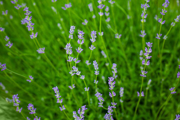 Lavender flowers, outdoor natural photo