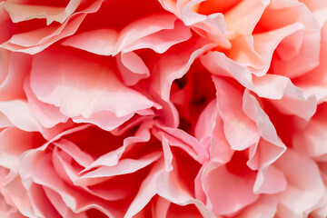 Pink rose petals, abstract natural background, macro photo