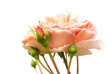 Pink rose flower and buds isolated on white background