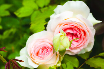 Hybrid tea roses, pink white flowers grow in a garden. Close-up