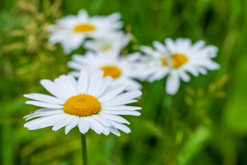 Chamomile flowers, macro photo with soft focus