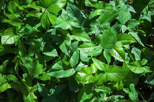 Green tropical leaves in a sunlight. Background photo