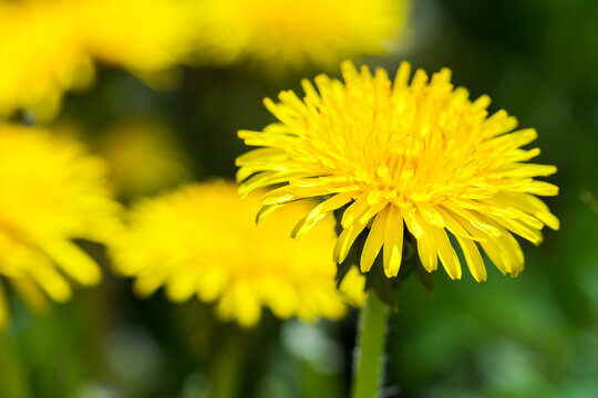 Yellow dandelion flower. Macro photo