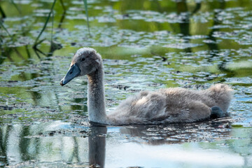 młody szary łabędź pływa po stawie © Colorful Soul
