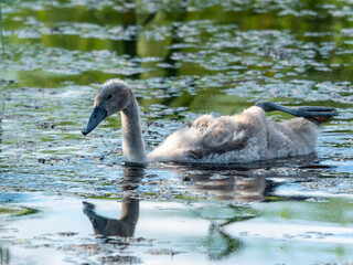 młody łabędź pływa na jeziorze z wyciągniętą nóżką © Colorful Soul