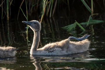młody łabędź z wyciągniętą nóżką na tle trzcin © Colorful Soul