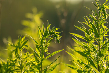 zielone liście rośliny podświetlone słońcem © Colorful Soul