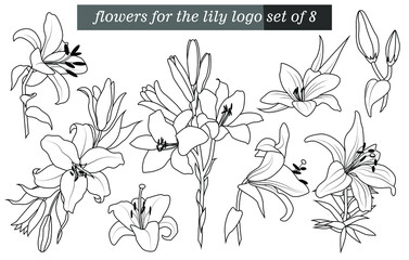 A set of lily flowers. Fashionable botanical elements. Lily for tattoo. A hand-drawn line leaves branches and blooms. Wedding flower for an invitation, save a postcard with the date. Vector.