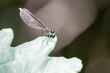 Beautiful demoiselle, Calopteryx virgo