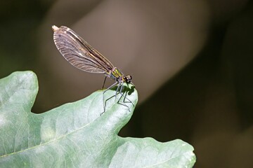 Beautiful demoiselle, Calopteryx virgo