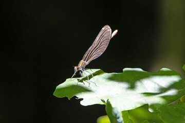 Beautiful demoiselle, Calopteryx virgo