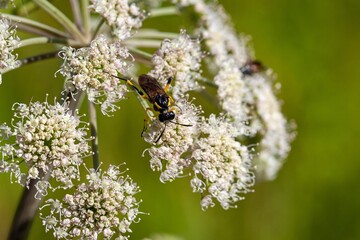 The sawfly Macrophya montana