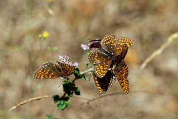Group of Heath Fritillary butterflies, Melitaea athalia