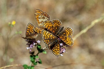 Group of Heath Fritillary butterflies, Melitaea athalia
