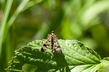 Meadow Scorpion Fly, Panorpa vulgaris