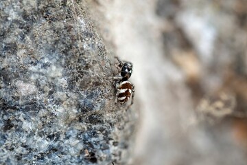 Zebra jumping spider, Salticus scenicus