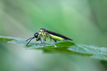 The sawfly species Tenthredo mesomela