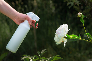 A housewife sprays a white peony from a spray bottle. A woman takes care of her flowers in the...