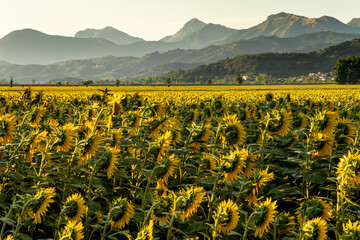 Campi di girasoli a Vecchiano, vicino a Pisa, sullo sfondo le Alpi Apuane