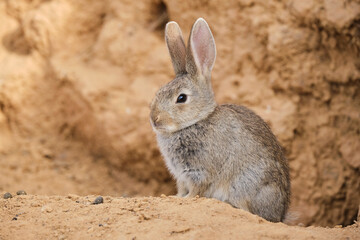 Adorable hare sitting near hole