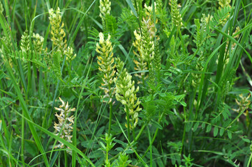 In nature, astragalus cicer grows among herbs
