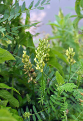 Fototapeta na wymiar In nature, astragalus cicer grows among herbs