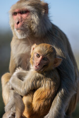 Obraz premium Baby Macaque with its mther