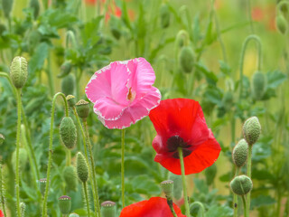 red and pink flowers in field