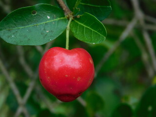 Obraz premium red barbados cherry, tasty fruit.