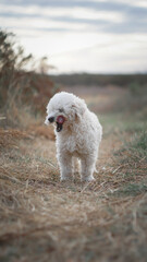pequeño perro en el campo lamiendo su hocico